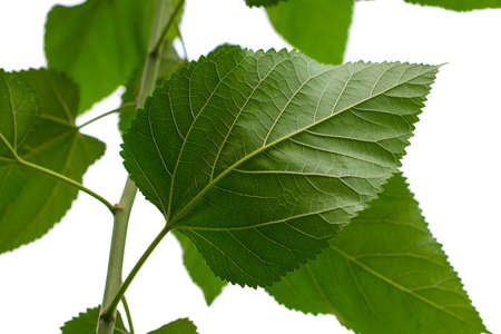 green leaf isolated on a white background.