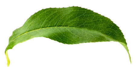 Peach leaves isolated on white background with clipping path.