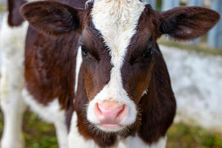young calf looking straight into the camera.の写真素材