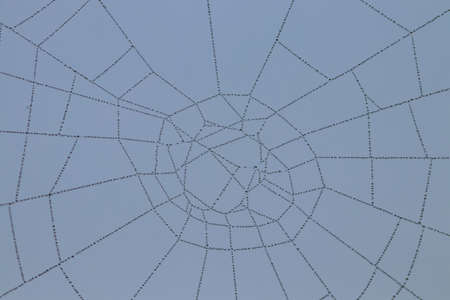 Spider web with raindrops on blurred background; close-up.