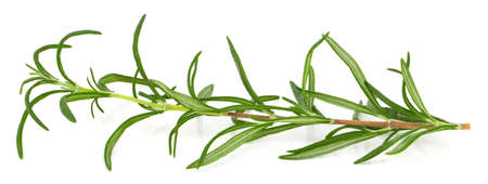 green fresh rosemary isolated on white background.の写真素材