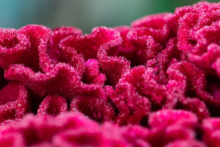 Red Celosia flower in the garden close-up.の写真素材