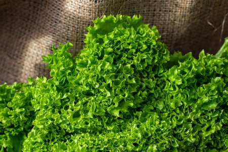 Fresh green lettuce on  burlap background with copy space.の写真素材