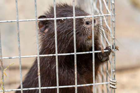 Nutria, Myocastor coypus, sitting in a cage.の写真素材