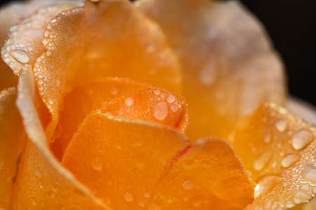 orange roses on a black background with dew drops.の写真素材