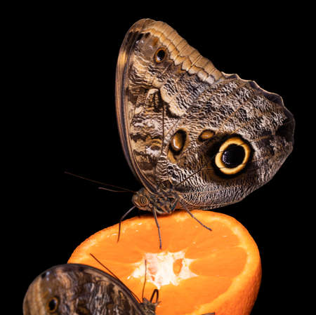 Tropical butterfly eating perched on orange slice.の写真素材