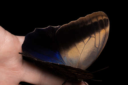 Butterfly on the palm on dark