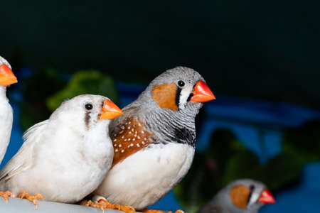 Beautiful bird, Zebra Finch (Taeniopygia guttata) perching on a branch.の写真素材