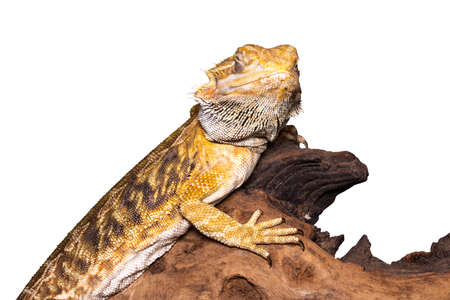 bearded dragon (pogona vitticeps) isolated on white background.