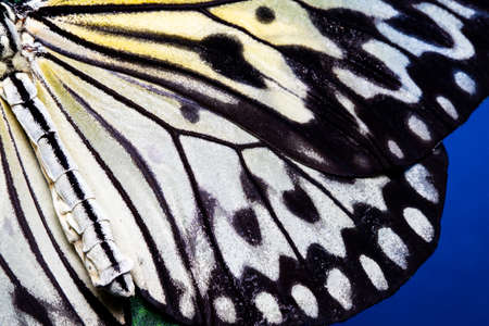 Butterfly wing texture, close up of detail of butterfly wingの写真素材