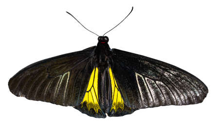Color butterfly, isolated on white background with clipping path, troides oblongomaculatus.の写真素材