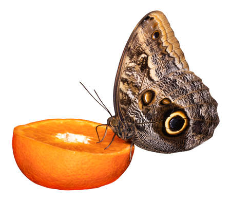 tropical butterfly eating perched on orange slice isolated on white.