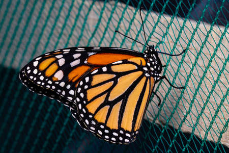 Papilio zargeus butterfly Perched on netting. Beauty of nature.