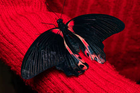 Close up butterfly on woman hand. Beauty of nature.の写真素材