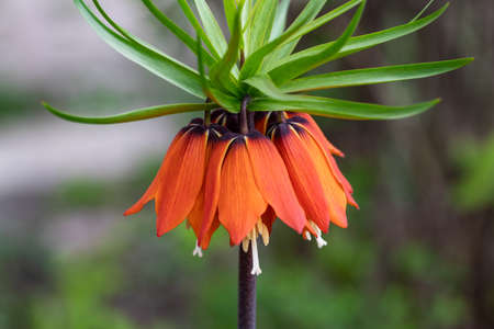 Orange bell flower Crown Imperial (Fritillaria imperialis) in garden.の写真素材