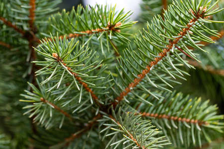 green prickly branches of a fur-tree or pine.