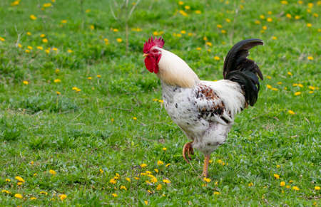 Beautiful black-white cock with a red crest, poultry yard, farm.