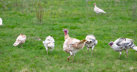 Turkey in the grass. Domestic bird. Flock of turkeys.