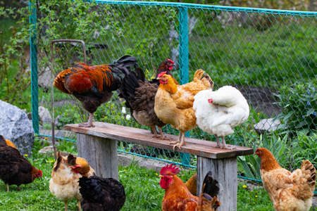 Colorful hens and roosters on the grass in a field.