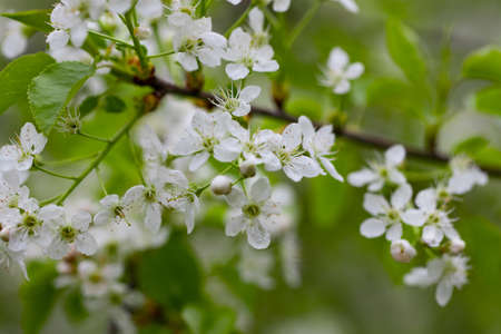 a spring Flowering branch against the green backgrounds.