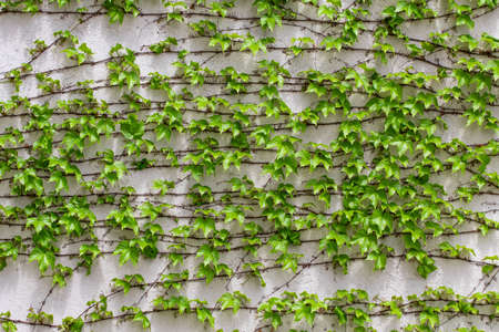Green leaves.Green leaves wall texture. Summer background.の写真素材