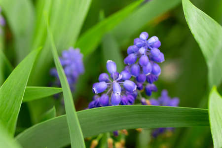 Closeup of blossoms of grape hyacinth Muscari in spring.の写真素材