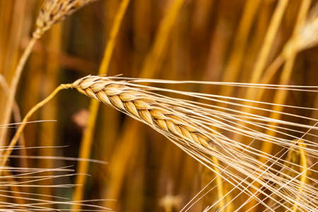 Wheat field. Ears of golden wheat close up. Background of ripening ears of meadow wheat field.の写真素材