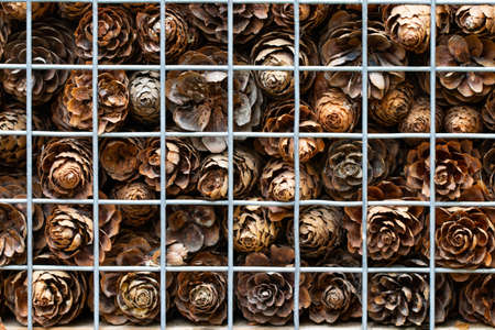 abstract background with pine cones behind the net fence close-up.