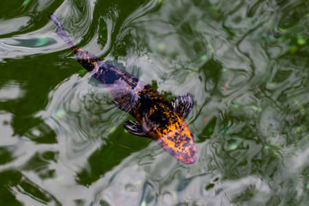 Colourful charming Koi Carp Fishes moving in pond. Carp fishes swims under water surface.