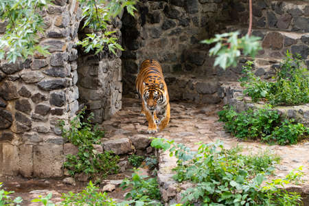 beautiful tiger, on the background of green trees in the zooÑの写真素材