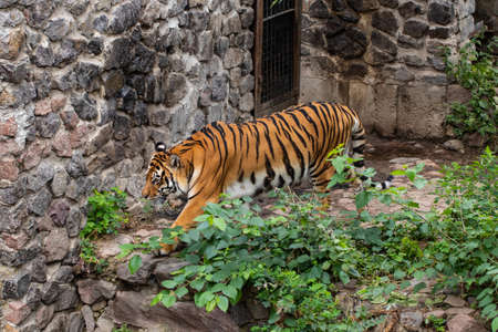beautiful tiger, on the background of green trees in the zooÑの写真素材
