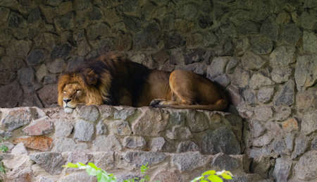 beautiful lion, on the background of green trees in the zoo.の写真素材