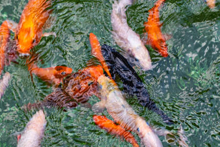 Colourful charming Koi Carp Fishes moving in pond. Carp fishes swims under water surface.