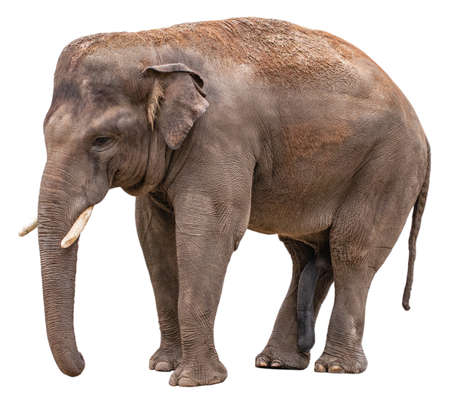 Elephant isolated on whiteの写真素材