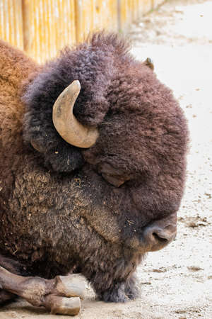 Close-up portrait of wild bison seen from the side.の写真素材