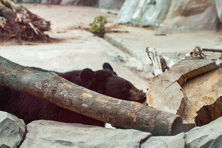 A large black bear in the zoo.