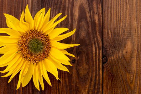 Autumn background with sunflowers on wooden board.の写真素材