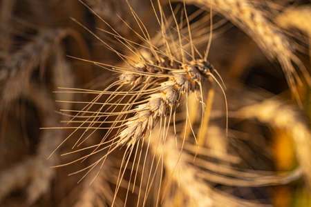 Wheat field. Ears of golden wheat close up.の写真素材