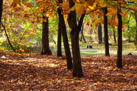 beautiful landscape nature of, yellow forest and sun.