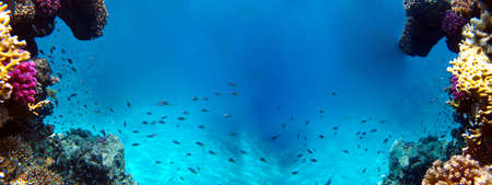 Underwater view of the coral reef and Tropical Fish.の写真素材