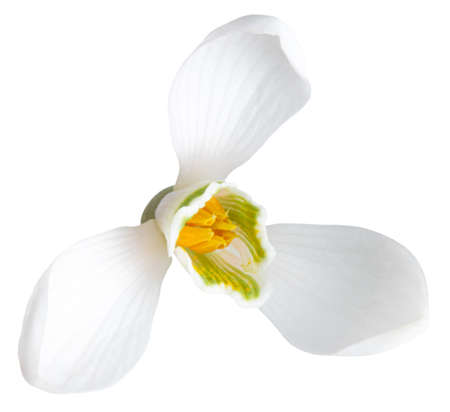 Snowdrops flower isolated on whiteの写真素材