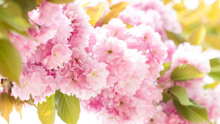 Pink Flowers Sakura decorative tree spring. A bunch of blossoming sakura branch in spring time.