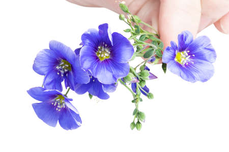 Flax blue flowers isolated on white background.の写真素材