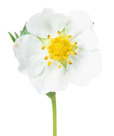strawberry flower isolated on white background.の写真素材