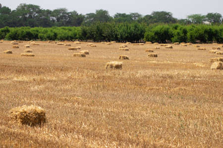 Hay bales on the golden agriculture field. Sunny landscape with straw bales in summer. Yellow wheat...