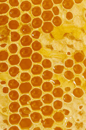 Background texture and pattern of a section of wax honeycomb with honey.の写真素材