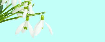 snowdrops on blue background. Spring flowers. Banner with copy space.の写真素材