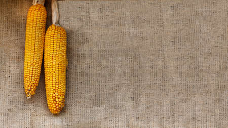 corn on a burlap background with copy space. Thanksgiving concept.の写真素材