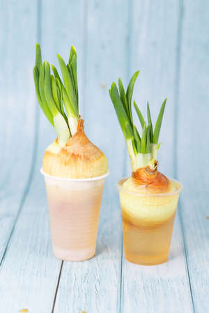 green onions sprout in a glass. Fresh green onions at home.