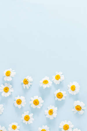 Daisy pattern. Flat lay spring and summer chamomile flowers on a blue background. Top view with copy space.の写真素材